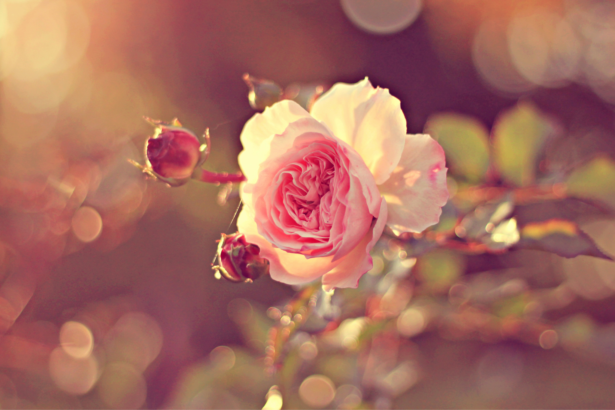 Essentially-Elevated-Essential-Oils-Rose.jpg