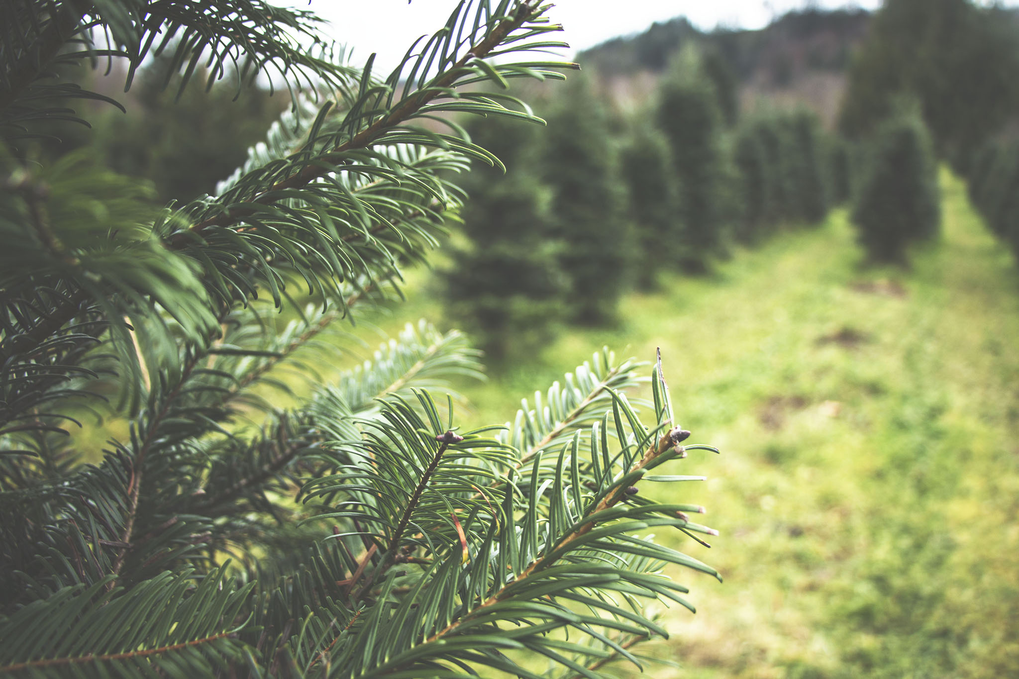 Essentially-Elevated-Essential-Oils-Pine.jpg