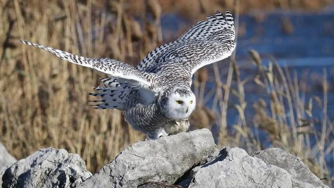 owl.jpeg