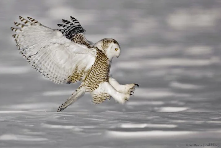 ted-busby-snowy-owl.jpg