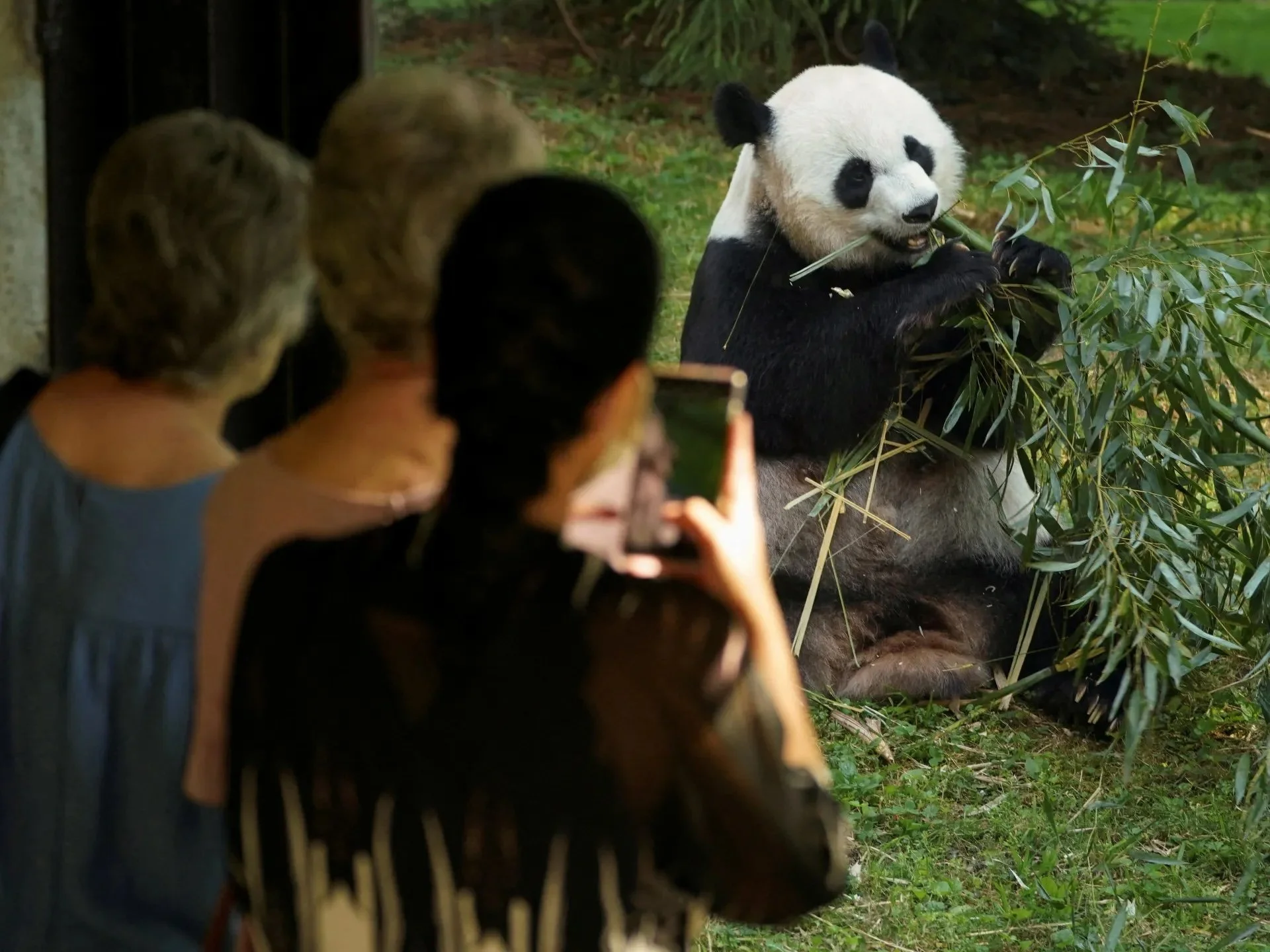 From Bamboo to Diplomacy: The Remarkable Journey of Panda Diplomacy