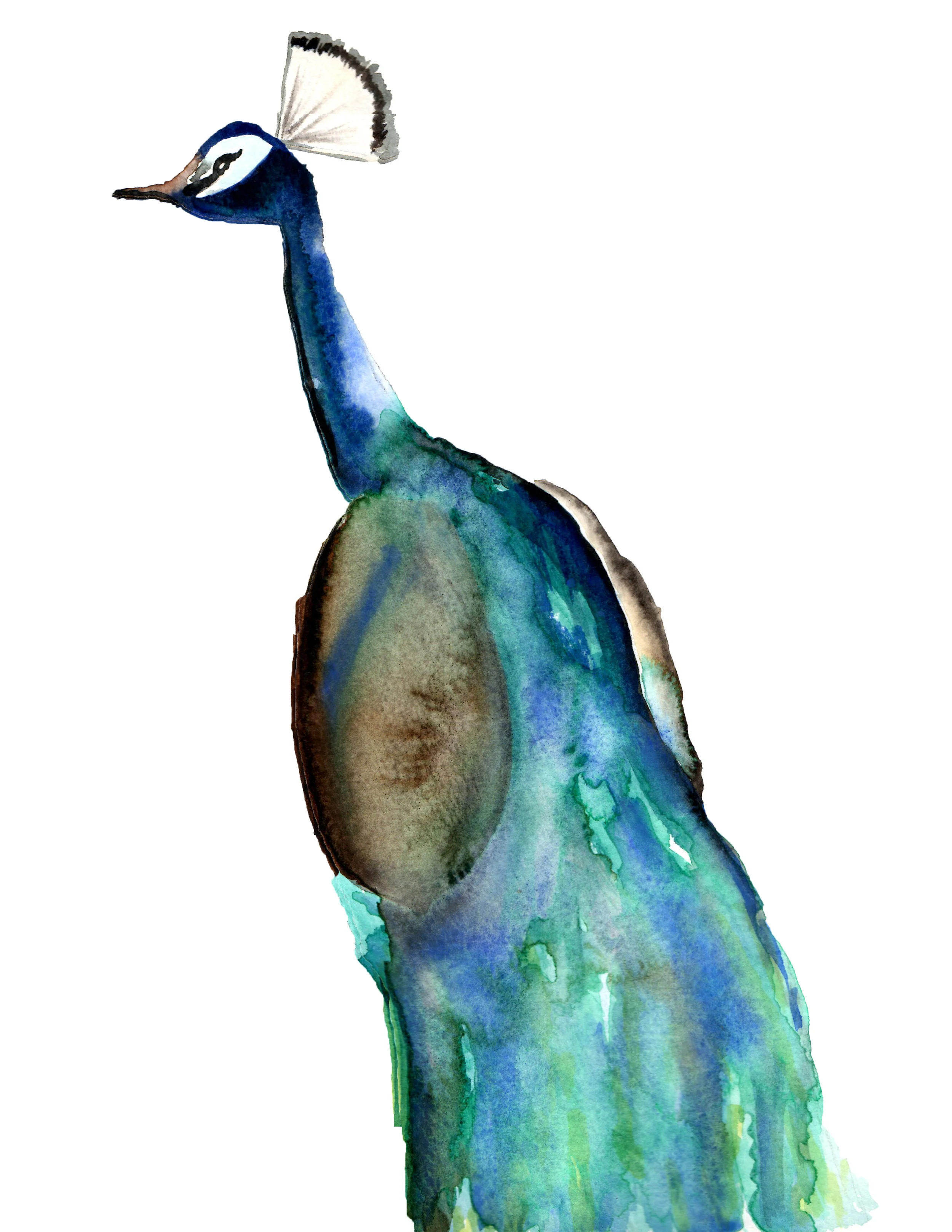 PEACOCK_PRINT.jpg