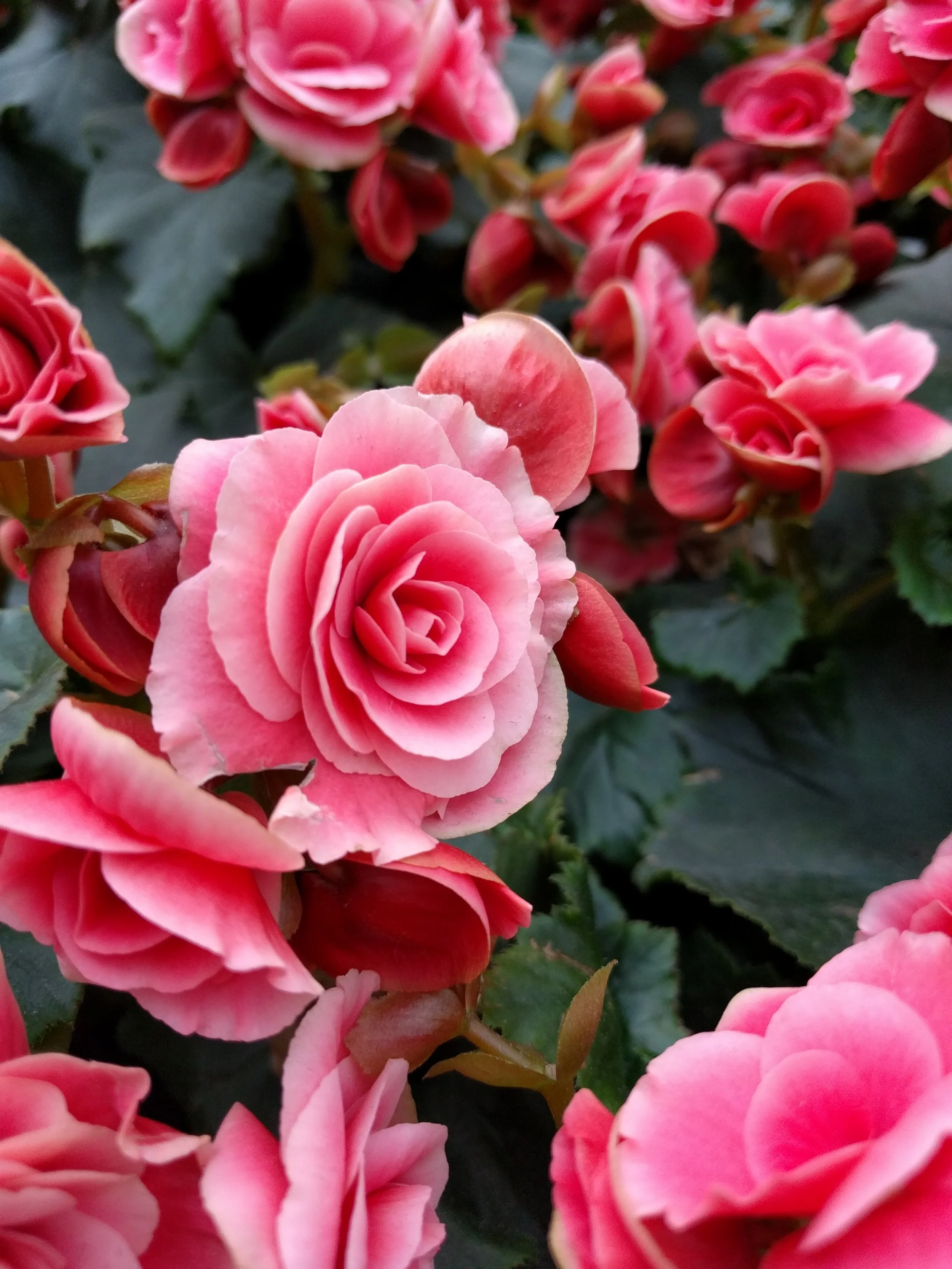 Of Bees and Flowers