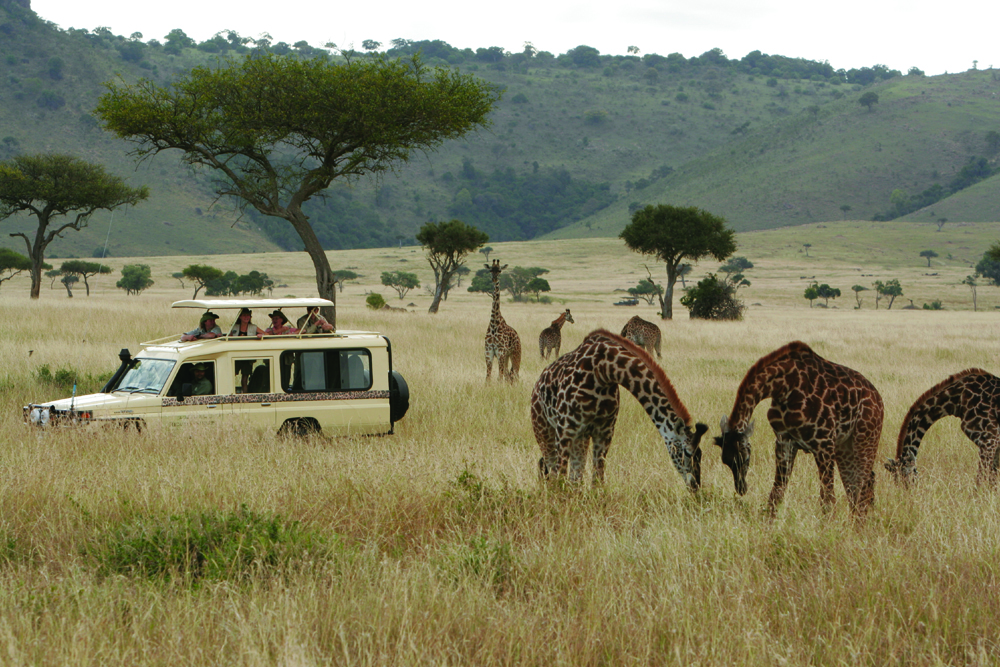 Safari vehicle with giraffes.jpg