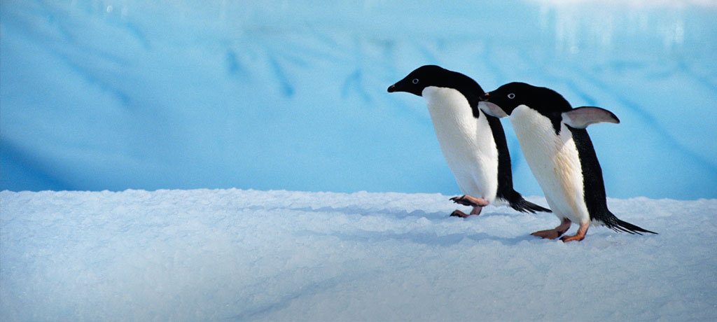 antarctica-penguins-family-a.jpg