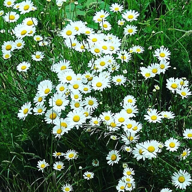 Today marks the first day in a long time that I have written something I don't hate! To celebrate, here's some wild daisies I saw on my walk.... yeow🥳