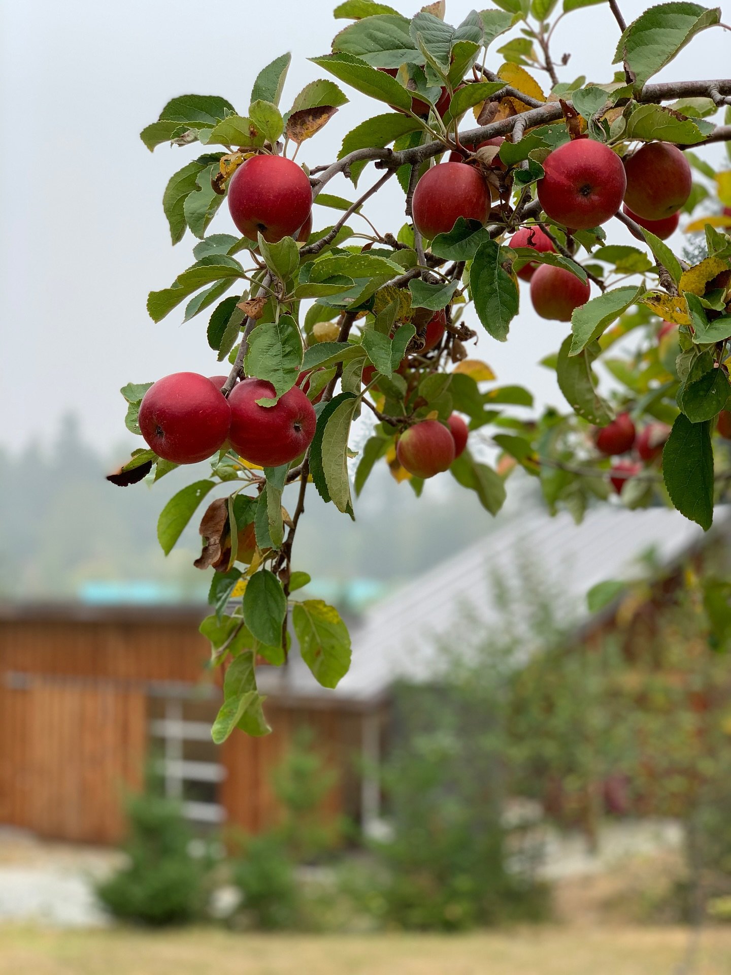 The cozy season is upon us&hellip; after an absolute jam packed summer of happy guests, we have opened October for bookings in both the Studio Suite and Casita. Now is your chance to hop on the hygge train. 

#saltspringliving #saltspringisland #isla