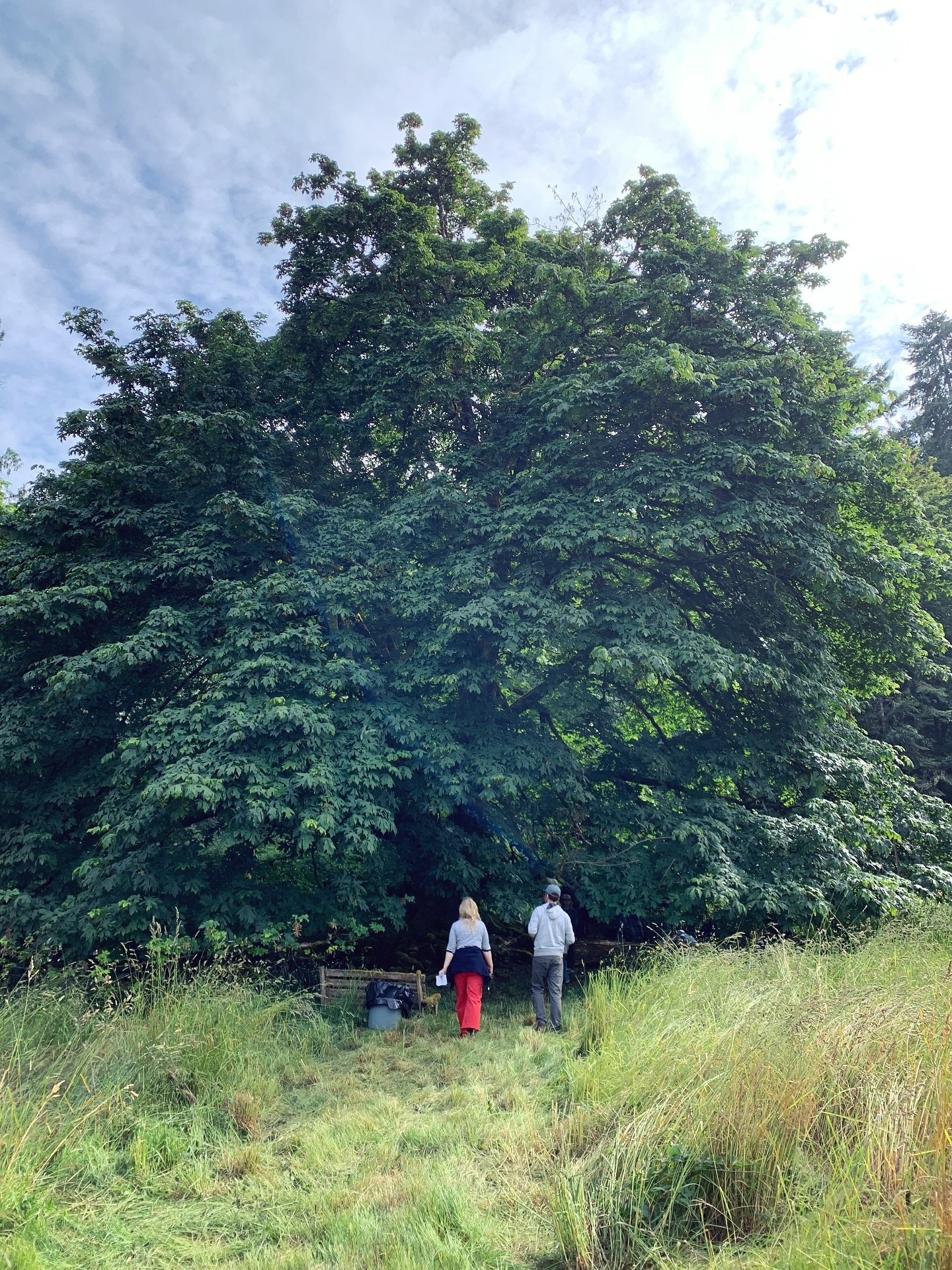 ✨What a time under a tree!✨
About 100 of you gathered for an unforgettable evening of sound and connection beneath this massive maple canopy.

KR75, Dove Magic, Playback Head, Midi Janitor, and Sean Evans each brought their unique sonic worlds to lif