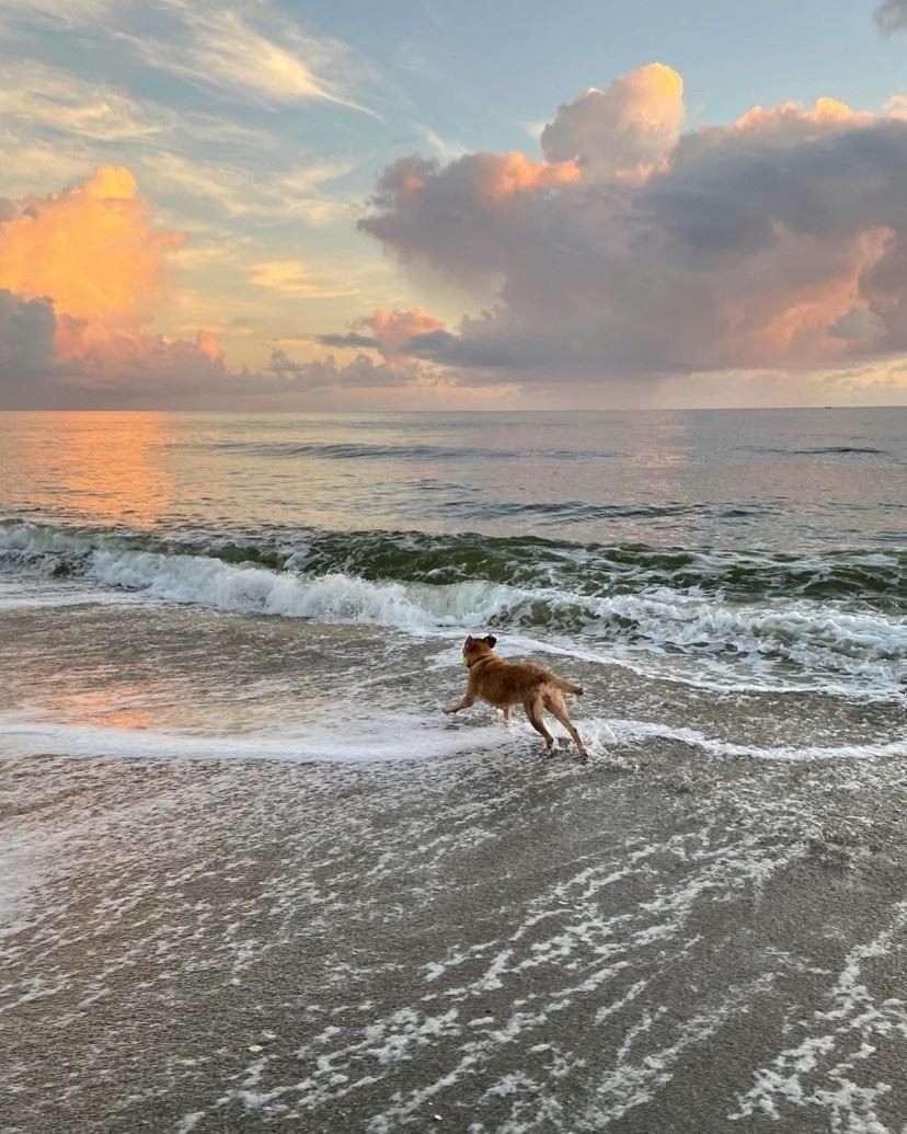 dog beach photo by IG user: mdagnew1