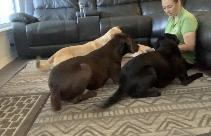 The Hardest Part of Dog Training Isn’t the Dog—It’s the Learning Curve for the Owner