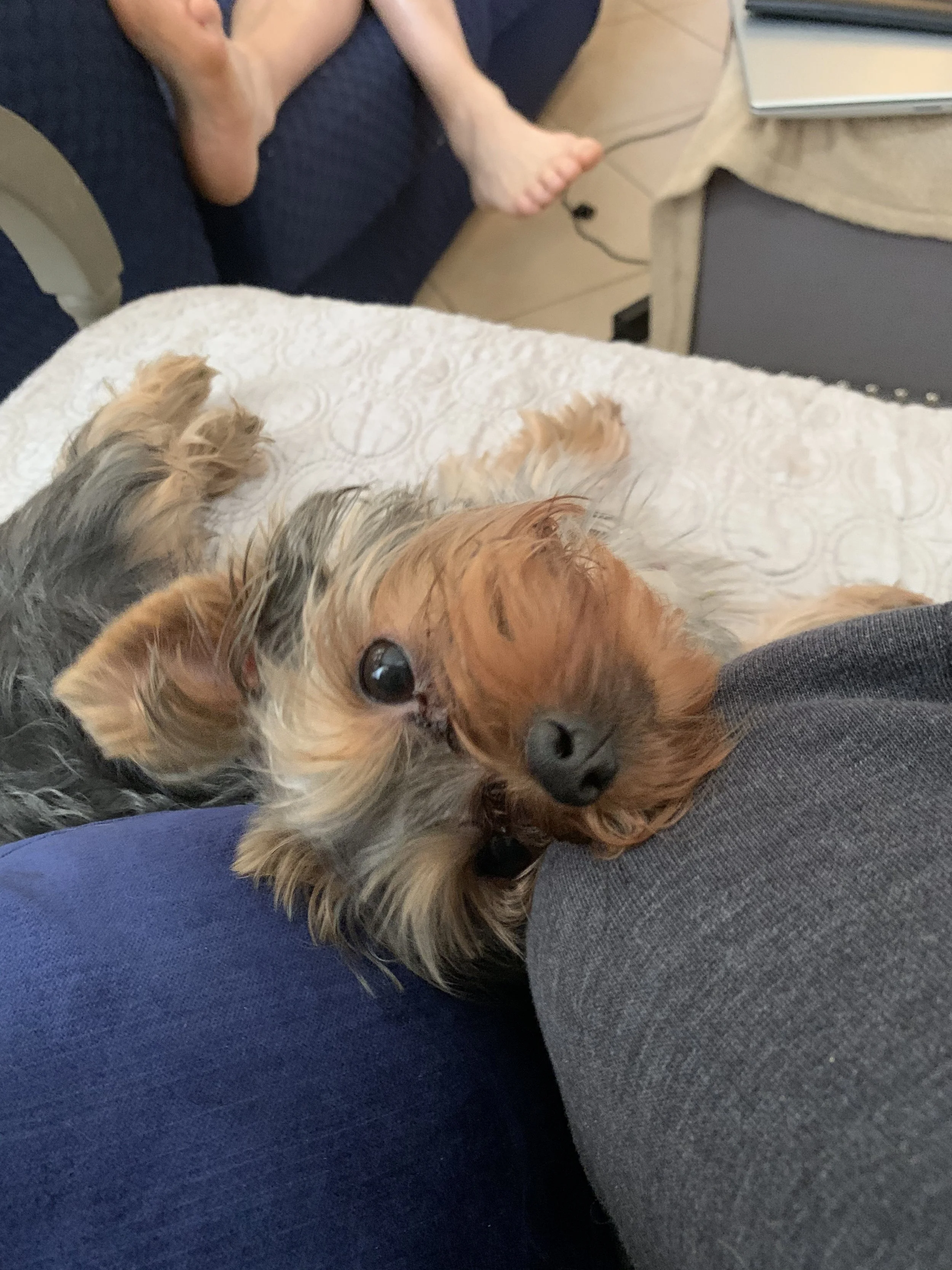 Easy Ways to Practice Dog Training All Day