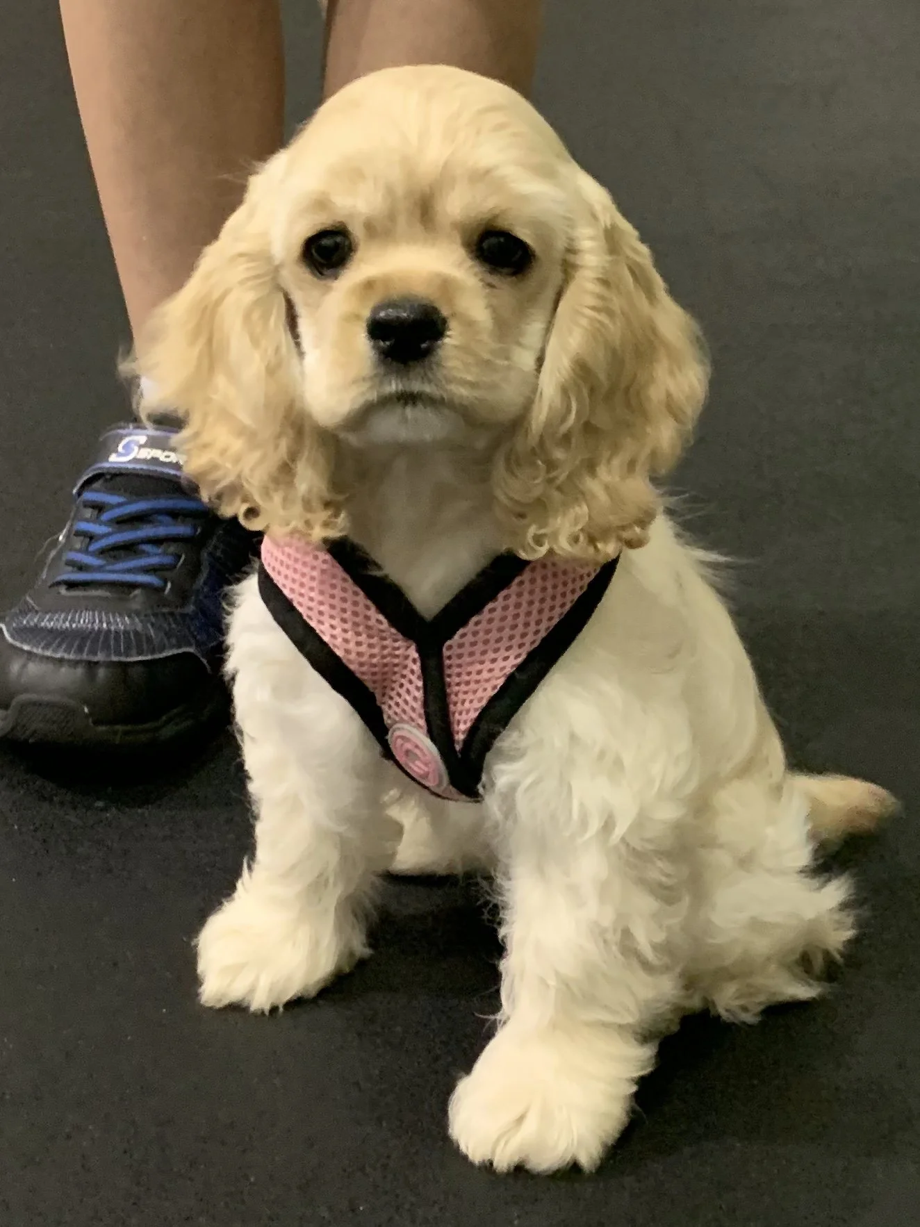 Crate Train Your Puppy in Four Steps