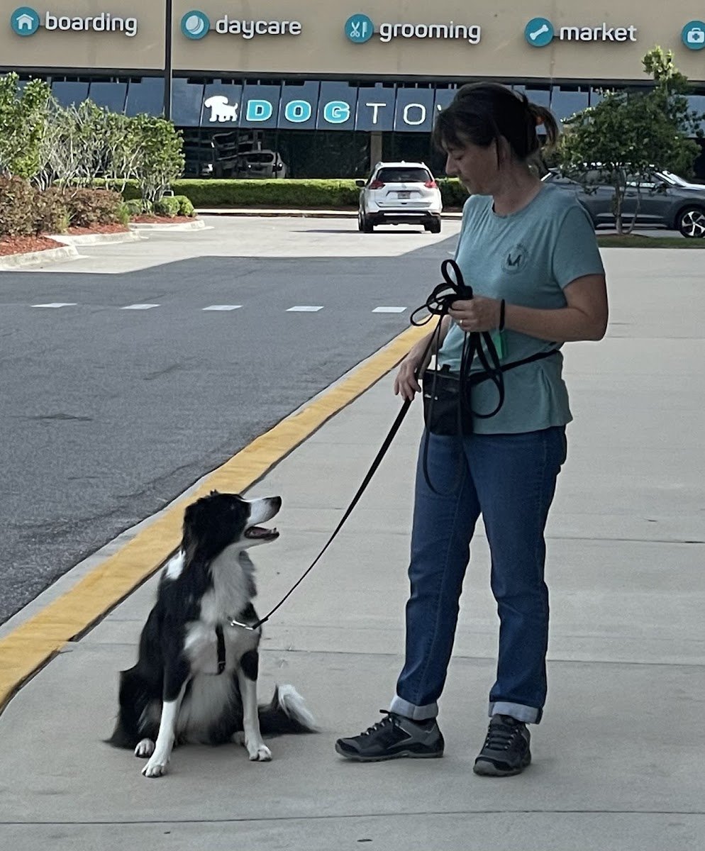 Maggie Marshall providing in-home dog training with a Border Collie in Palm Beach County