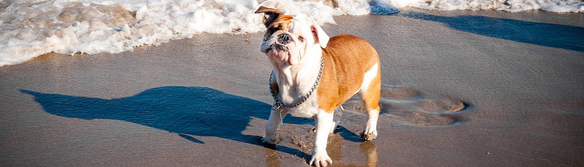 Bark Beach Dog Entry Permit