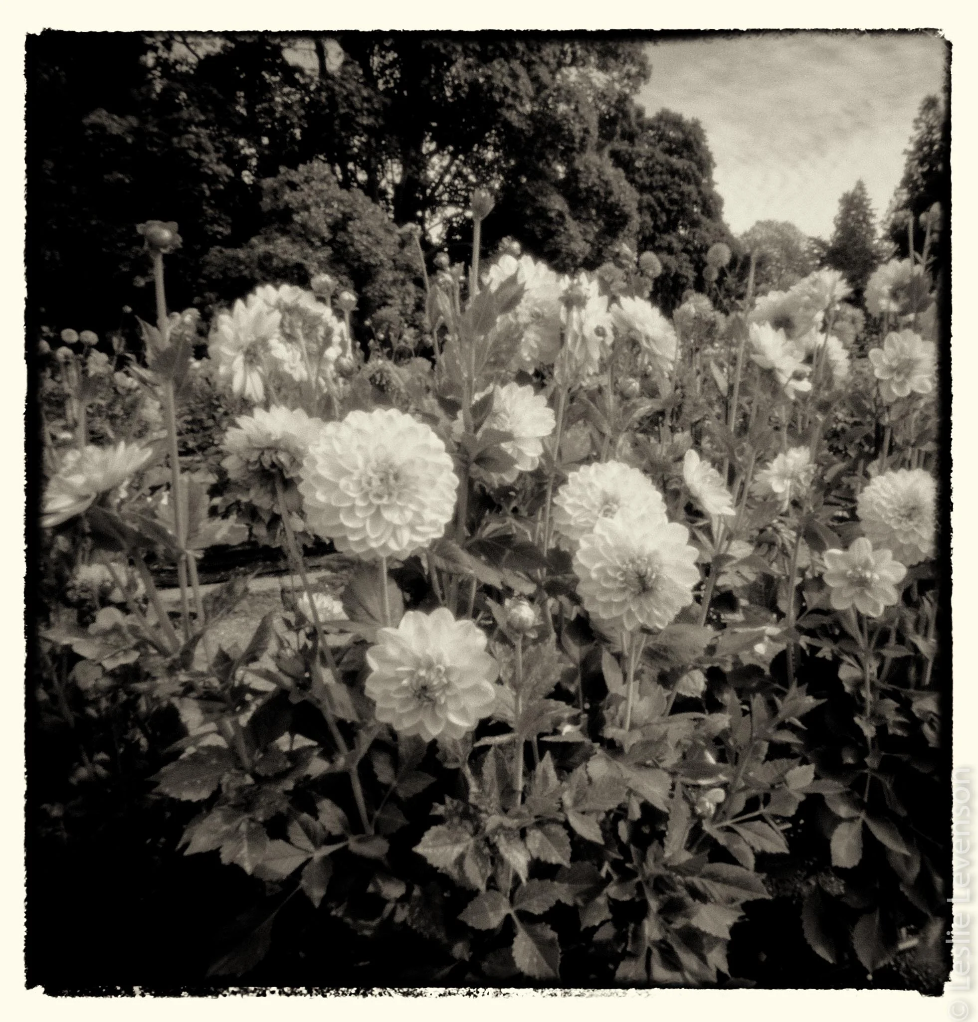 Dahlias 2013-10-Edit.jpg