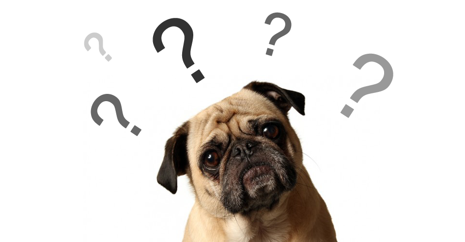 ConfusedDog.png