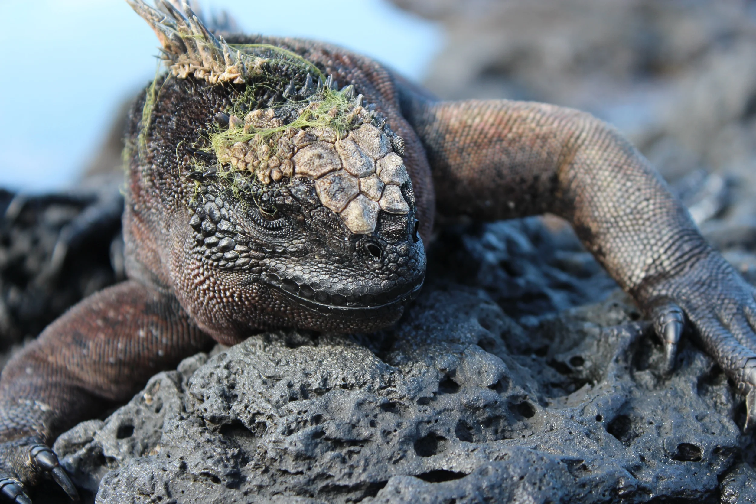 Marine Iguana.jpg
