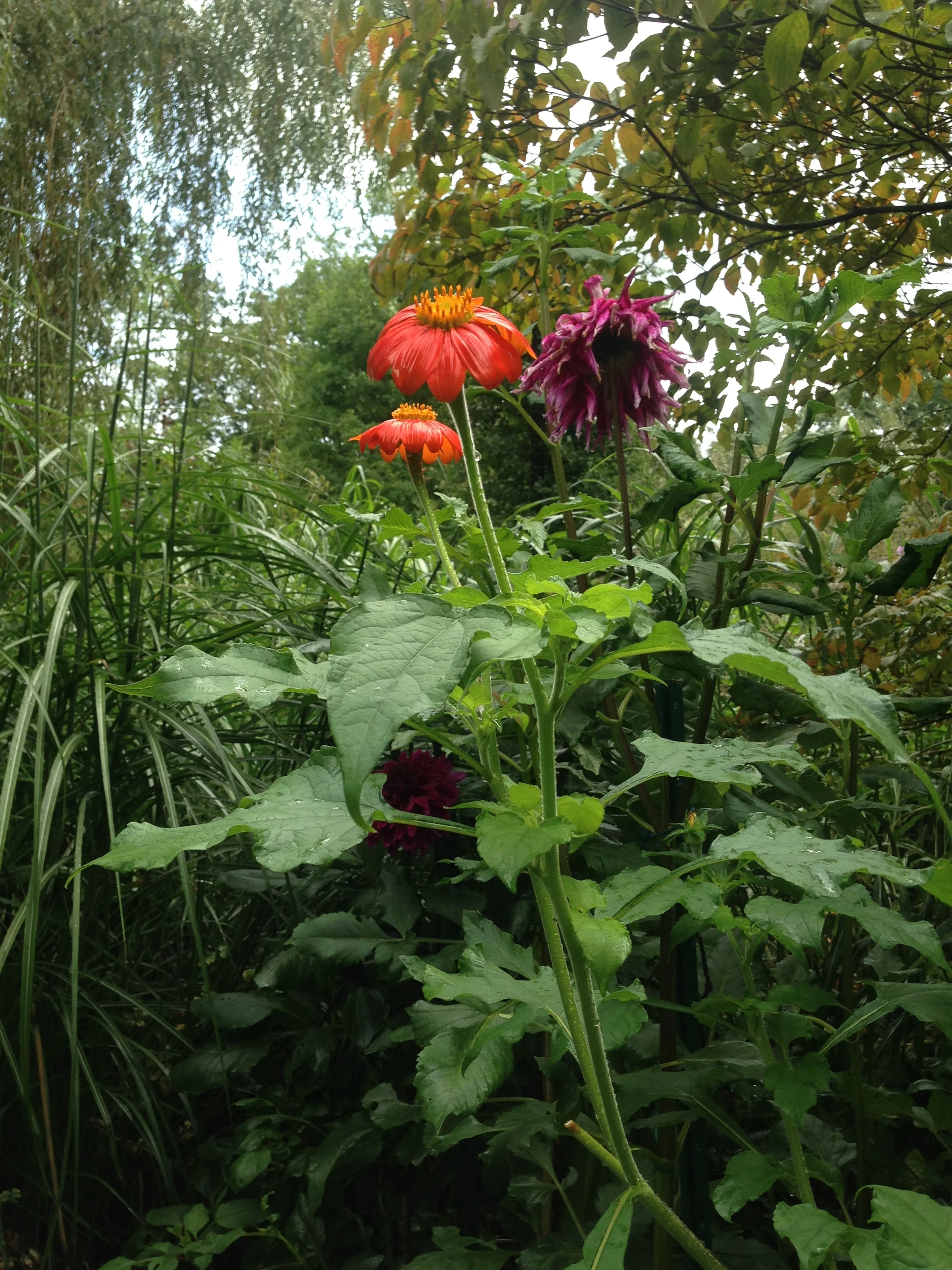 One of George's Mexican Sun Flower with a purple Dahlia.