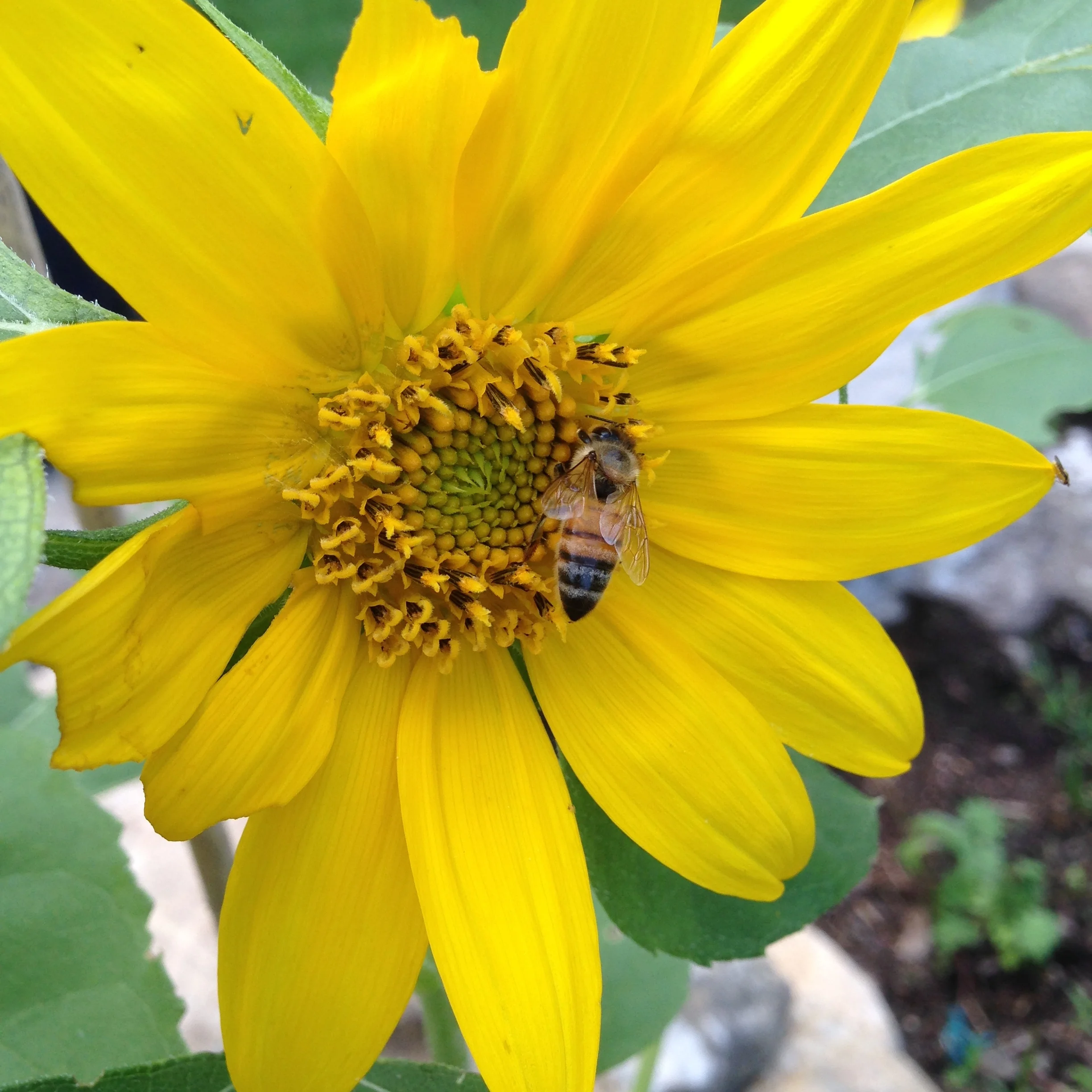 Vegetables among other things...