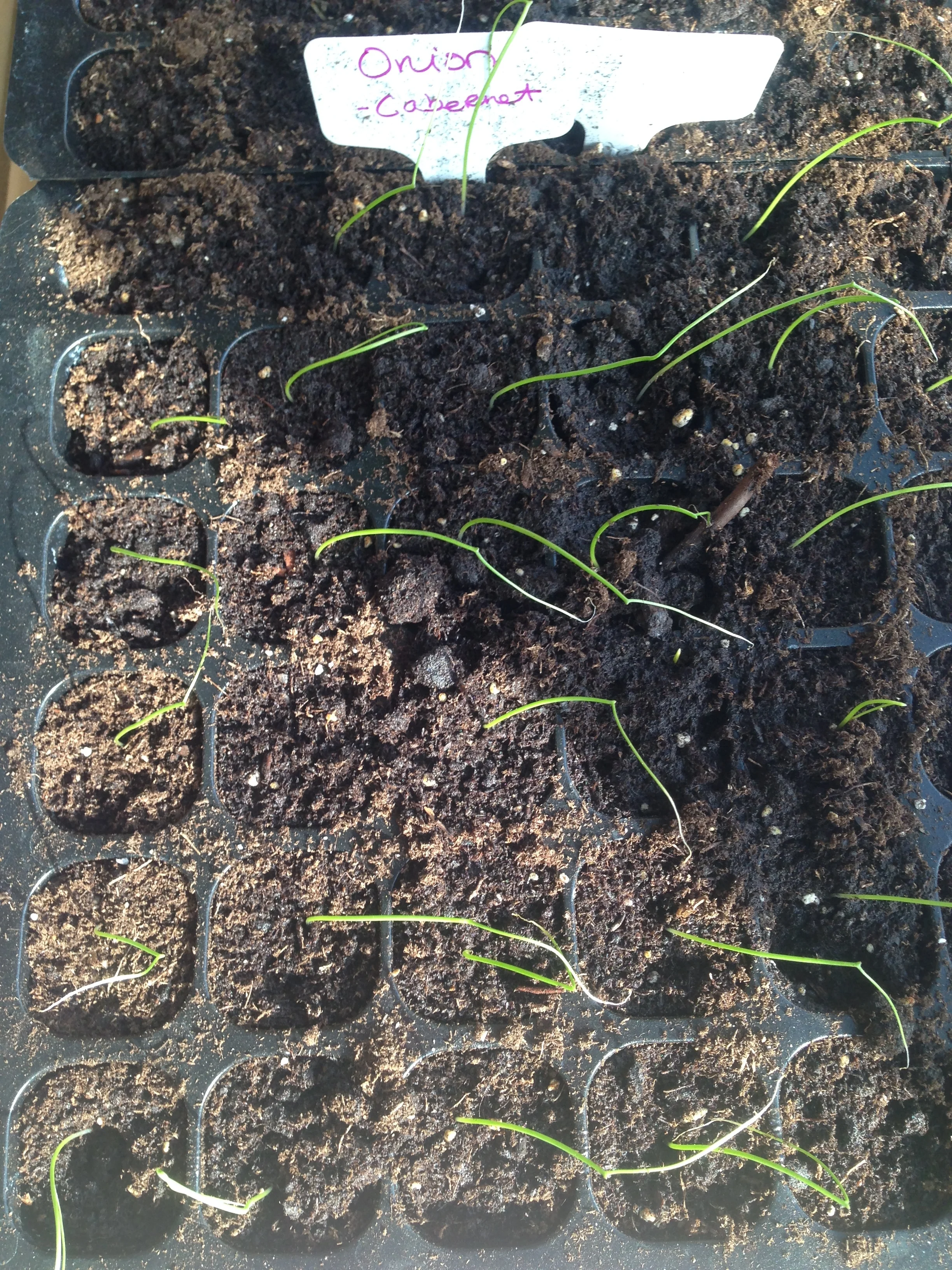 Onions and Eggplants are starting to show. Next up Peppers and Lavendar!