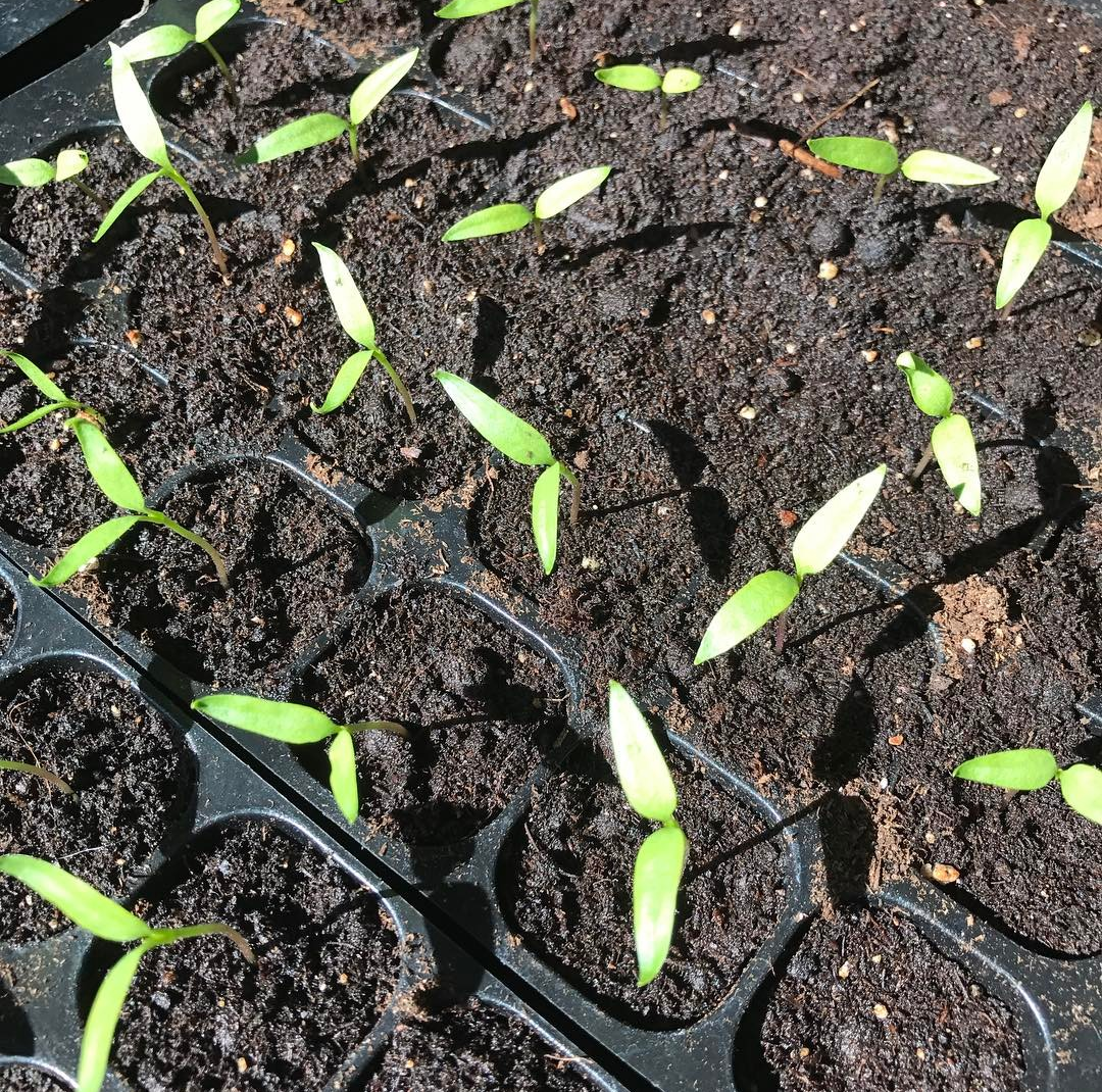 Here they are two weeks later popping up and wanting some sun shine!