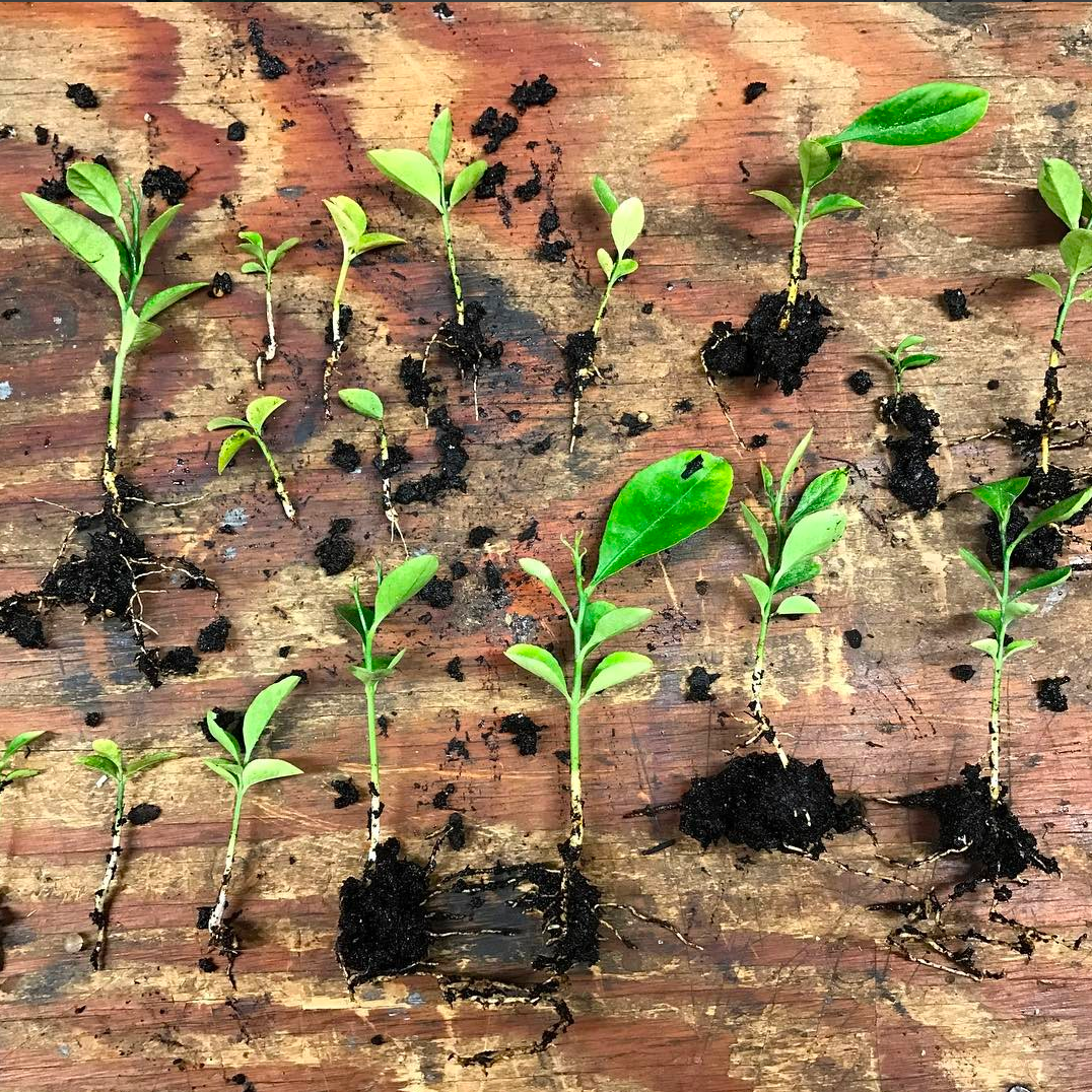 After eating any fruit with big seeds in them I usually just stick the seeds in dirt and see what happens. As you can see above I put multiple seeds I got from a grapefruit into dirt, and well.... they all took off. They have been growing very slowl…