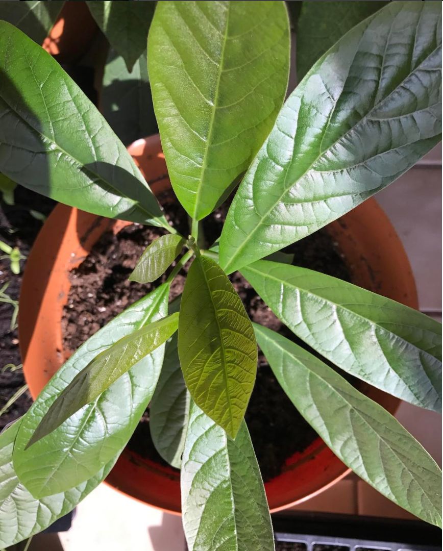 Avocados! I went through a phase of obsession with guacamole. Around the same time all those graphic tees in the mall had all those guacamole/avocado jokes on them. It was apparently a craze. So as you see in this picture I had planted a few of the …