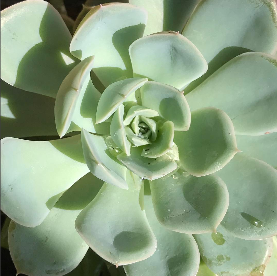 oh my succulents! The best and worst part of a succulent is that when the pedals fall off, they start forming roots and grow into another succulent. I feel bad throwing them out so I let them grow....and grow....and grow! I could basically open up a…