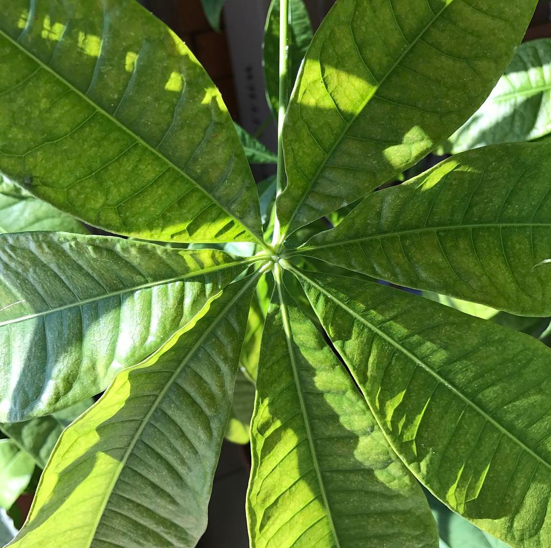 If money trees actually had money growing on them... I could definitely have retired by now. When I worked as a florist we sold these, and they all sold within a few weeks except one. This guy just would not sell, he ended up being more the stores p…