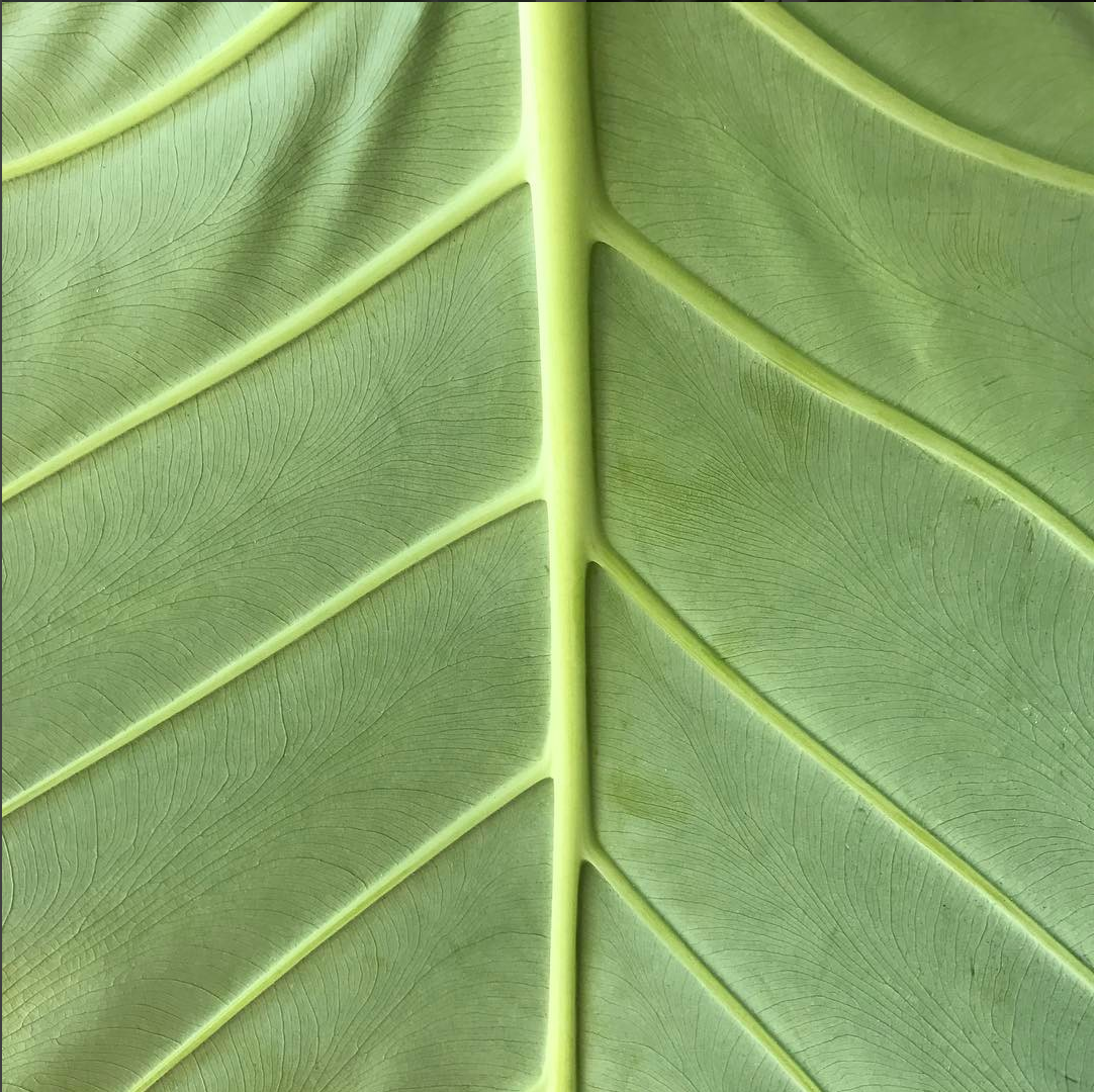 Elephant Ears! I thought it was the most hilarious name for a plant, but they actually do look like elephant ears! My friend George loves these! And only last year i knew that they actually have flowers on them! They are also bulbs, which I did not …