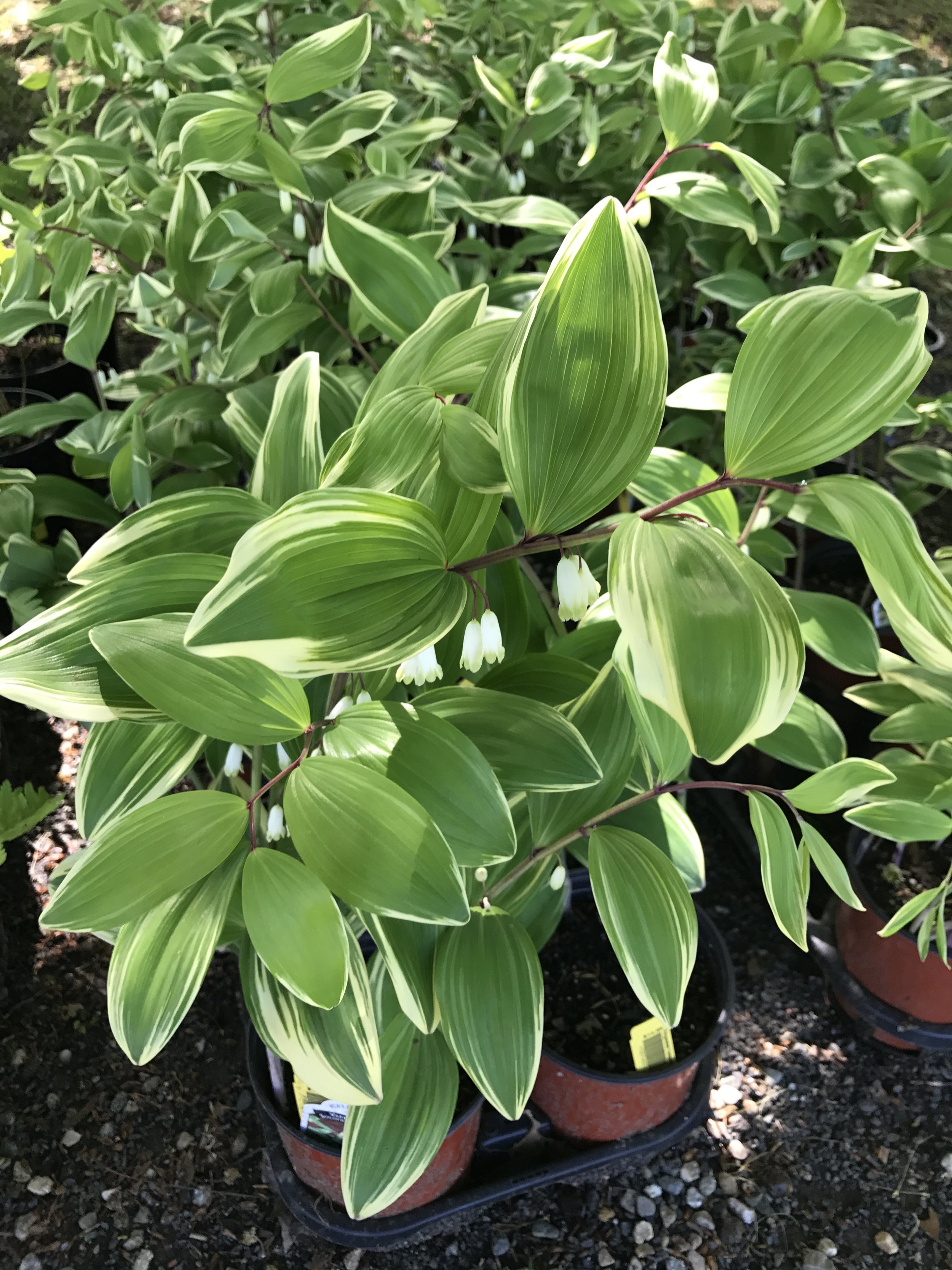 Sundays are for Exploring