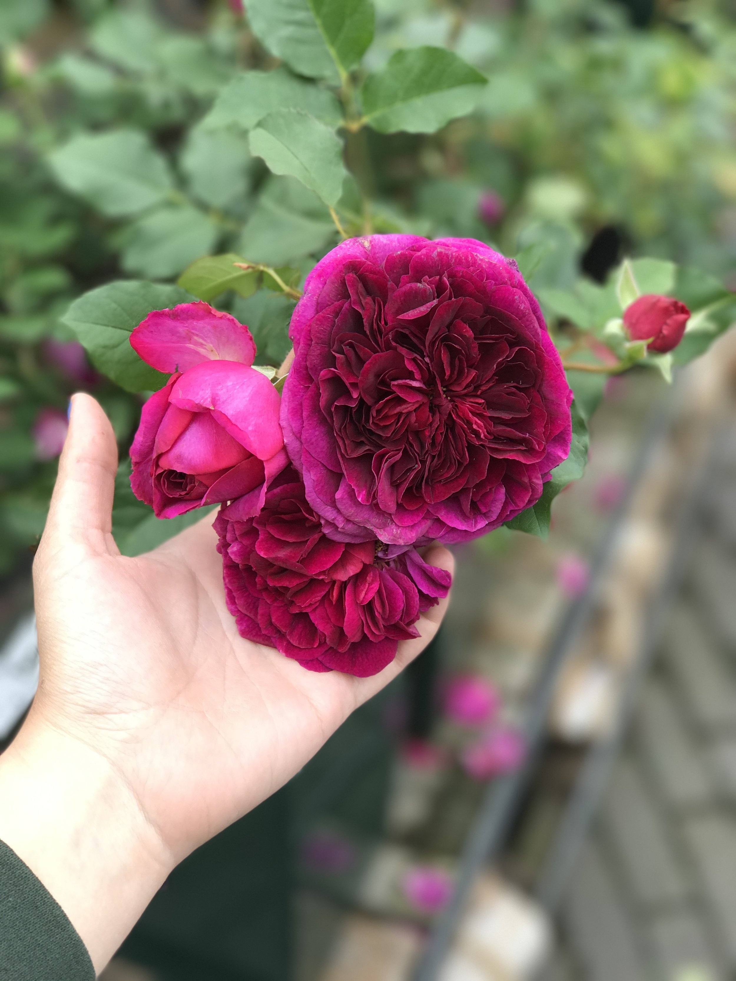 Sundays are for Exploring