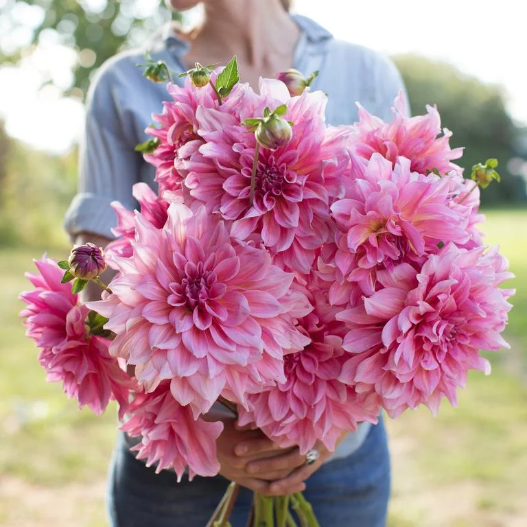 Floret_Dahlia_Ottos-Thrill_IMG_8019_768x.jpg