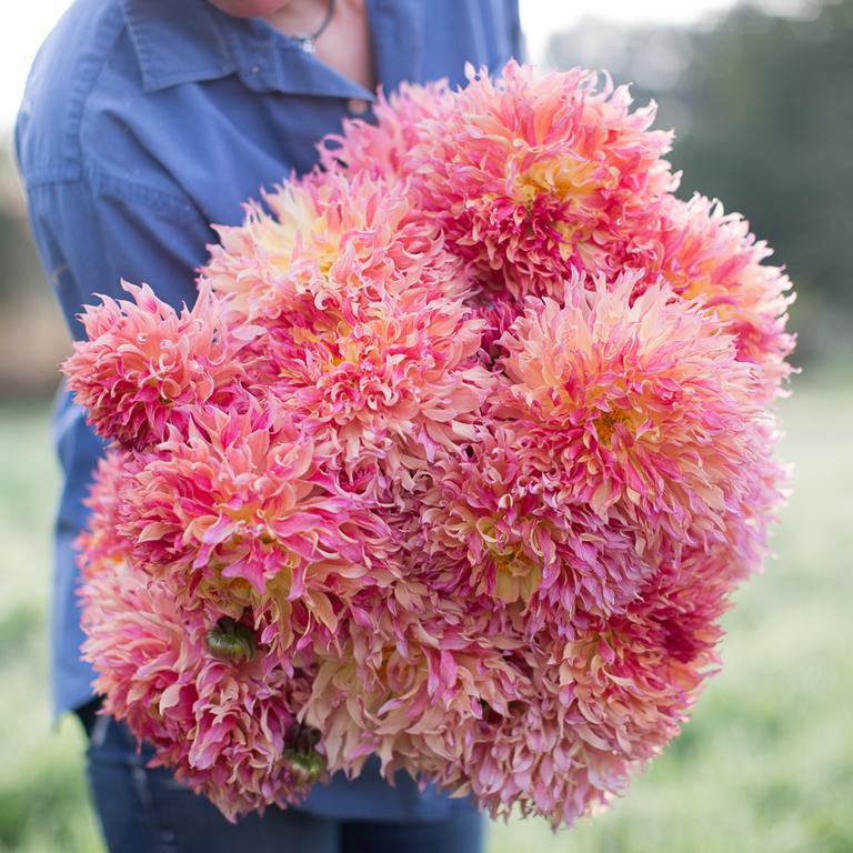 Dahlia_Myrtle_s_Folley_Floret-2_768x.jpg