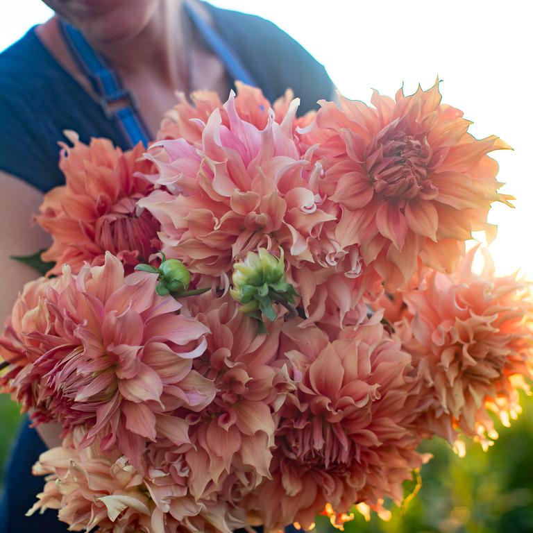 Floret_Dahlia_Hamari-Gold_IMG_2036_768x.jpg