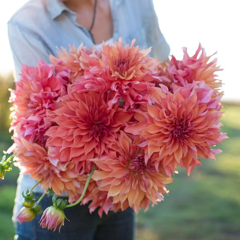 Floret_Dahlia_Belle-Of-Barmere_670B0153_768x.jpg