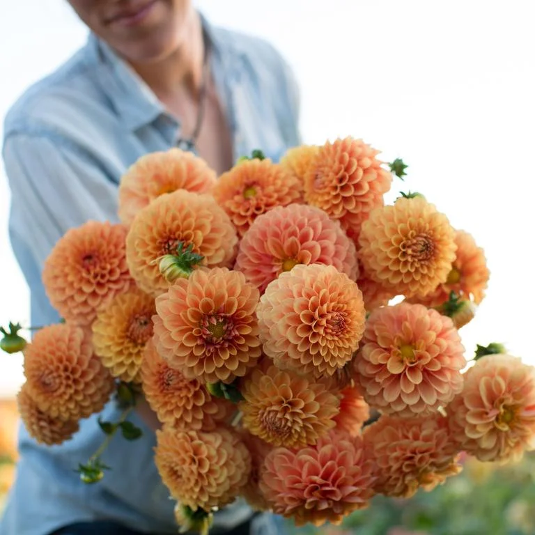 Floret_Dahlia_Beatrice_670B0363_768x.jpg