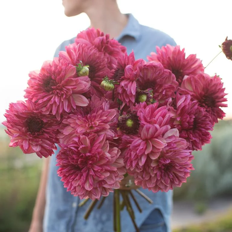 Floret_Dahlia_Bacardi_IMG_1883_768x.jpg