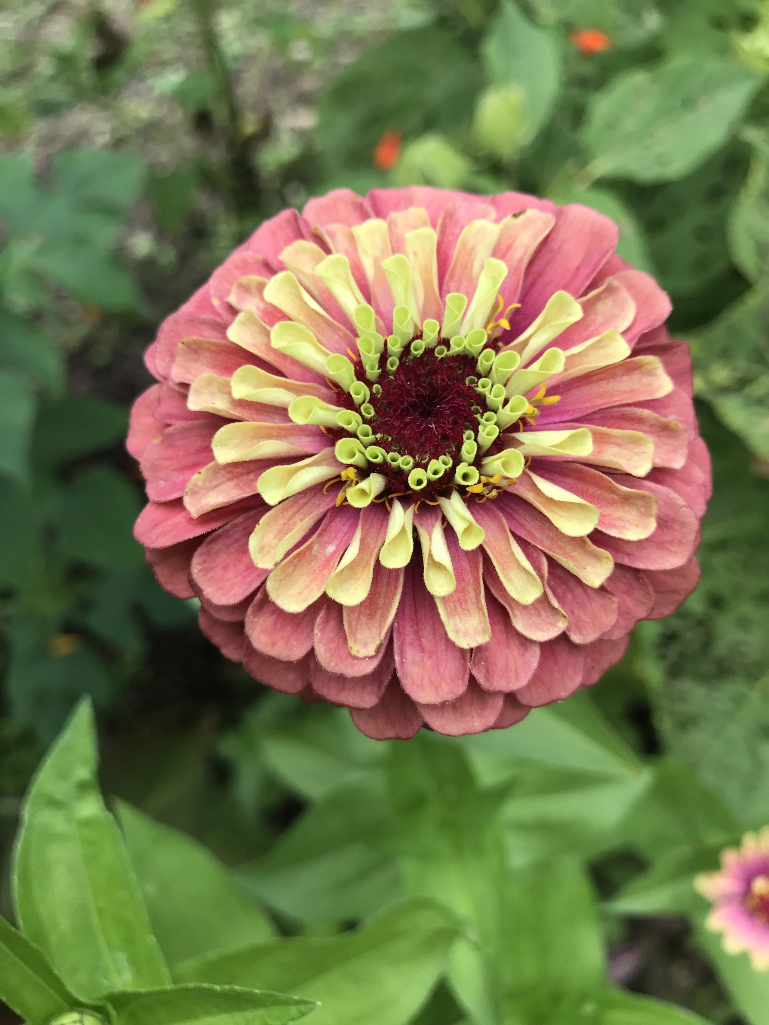 One of my Zinnias from this past year (2017) 