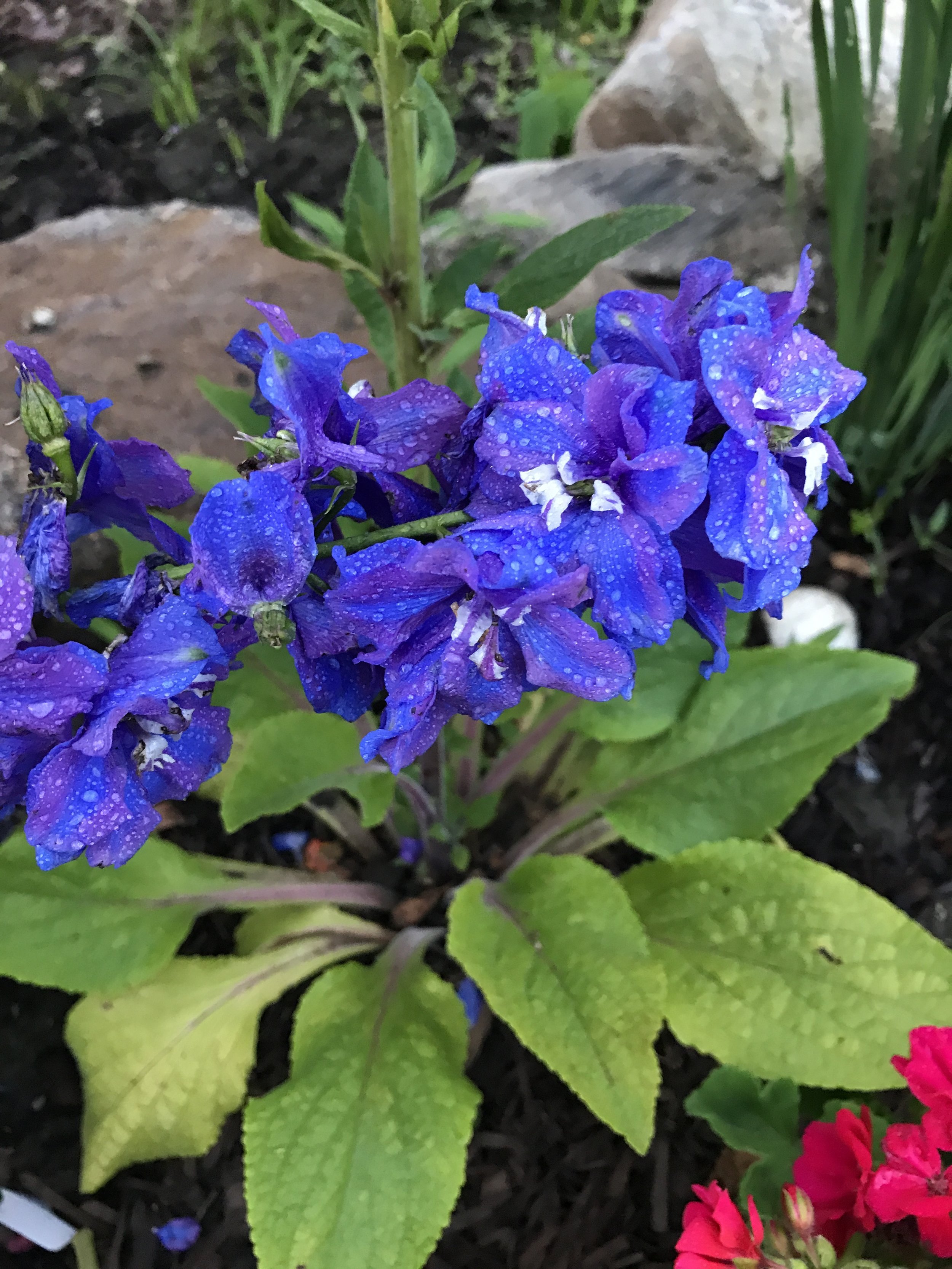 One of my larkspurs