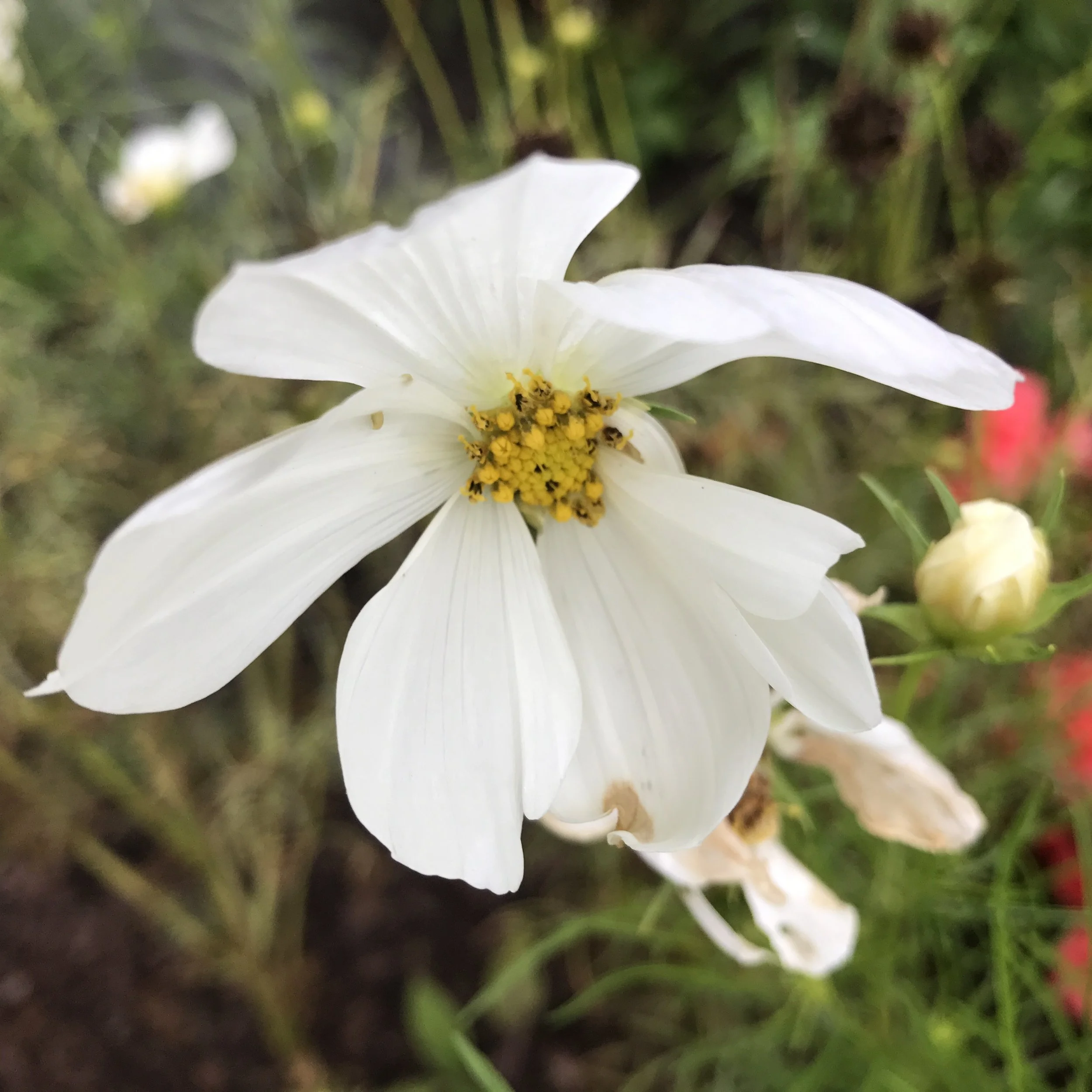 One of my cosmos