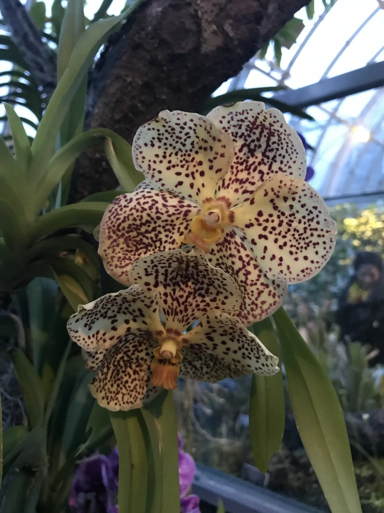 New York Botanical Gardens: Orchid Night