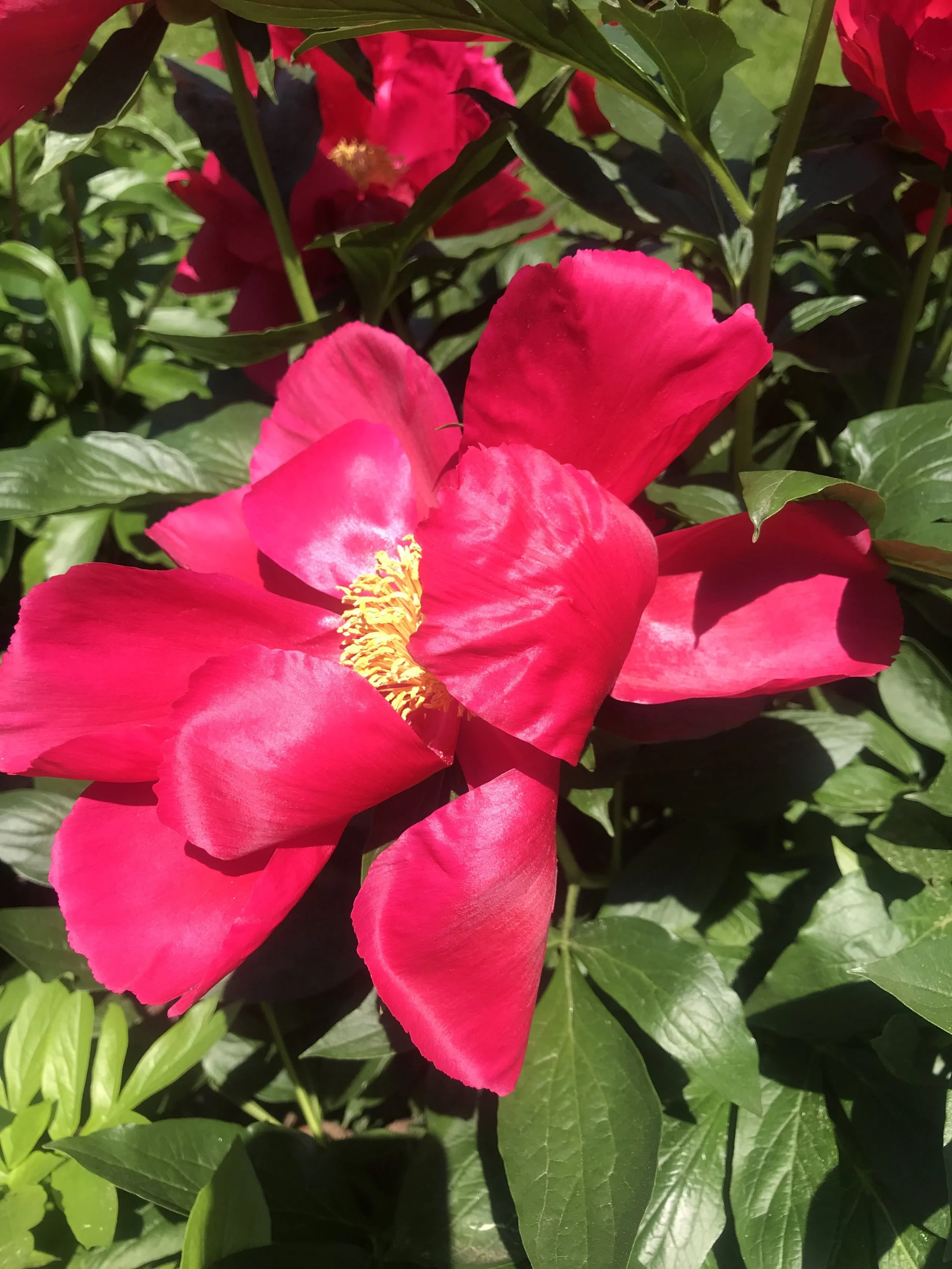 Sundays are for Exploring - New York Botanical Gardens