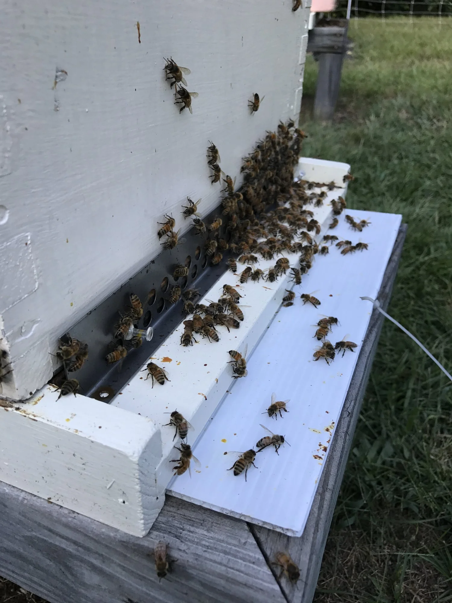 Beekeeping 101