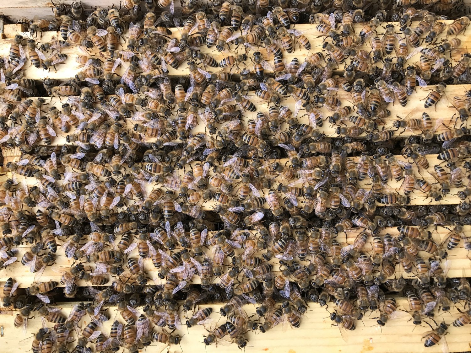 Week by Week of Bees