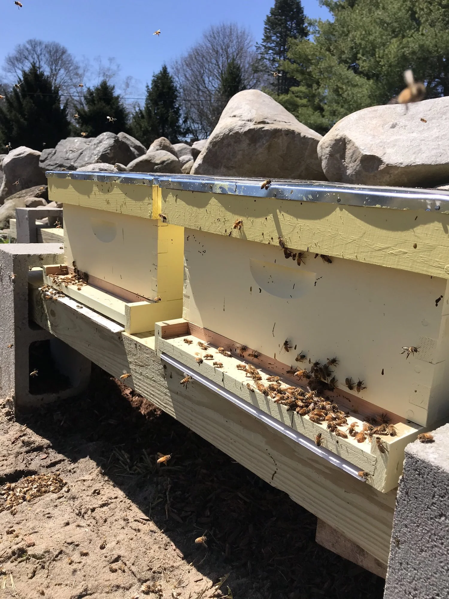 Top 7 Questions and Answers for Painting New Hive Boxes