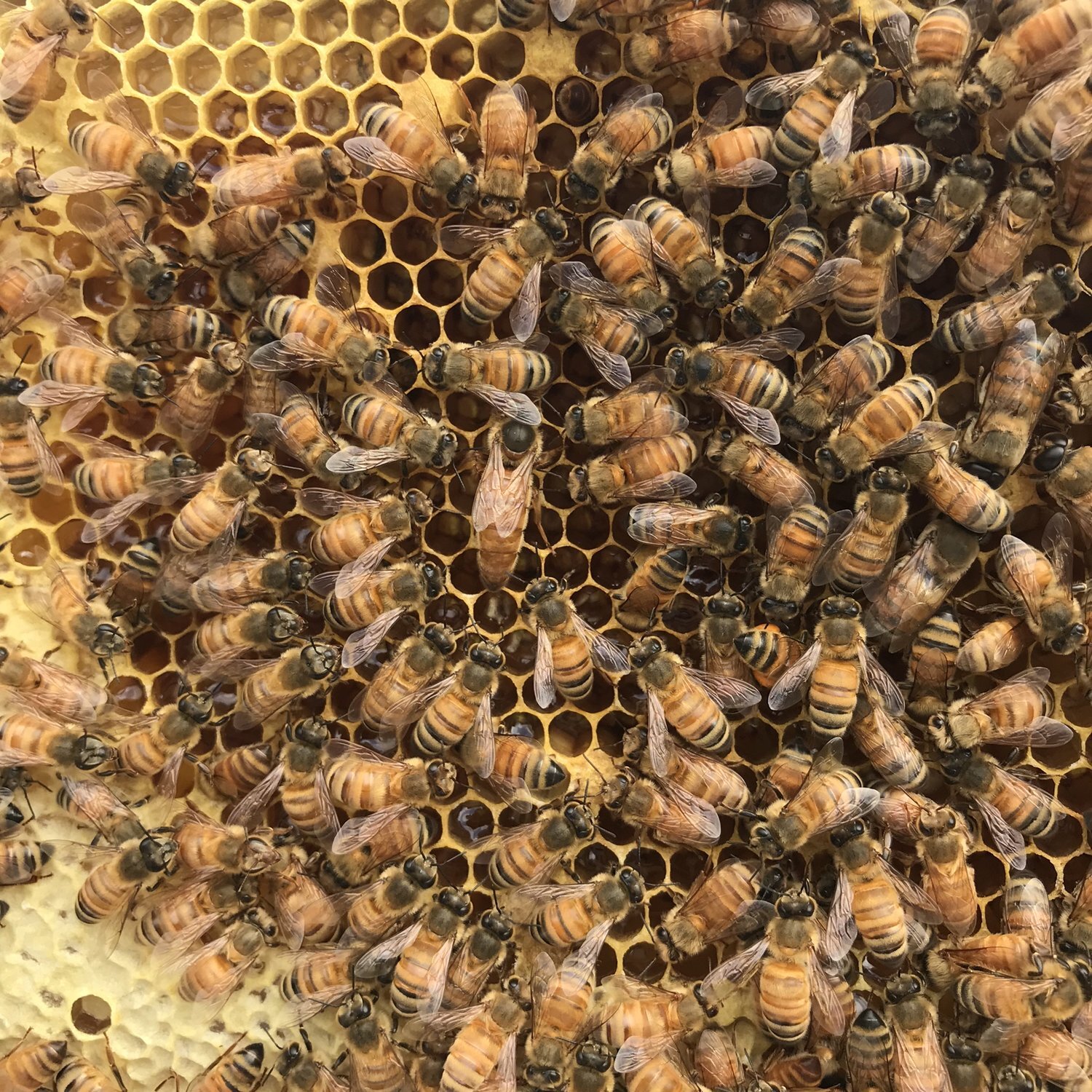 A queen and her attendants! Queen bees attract worker bees to them with a pheromone. This pheromone triggers the workers to take care of the of her. They feed, groom and even carry her excrements out of the hive!