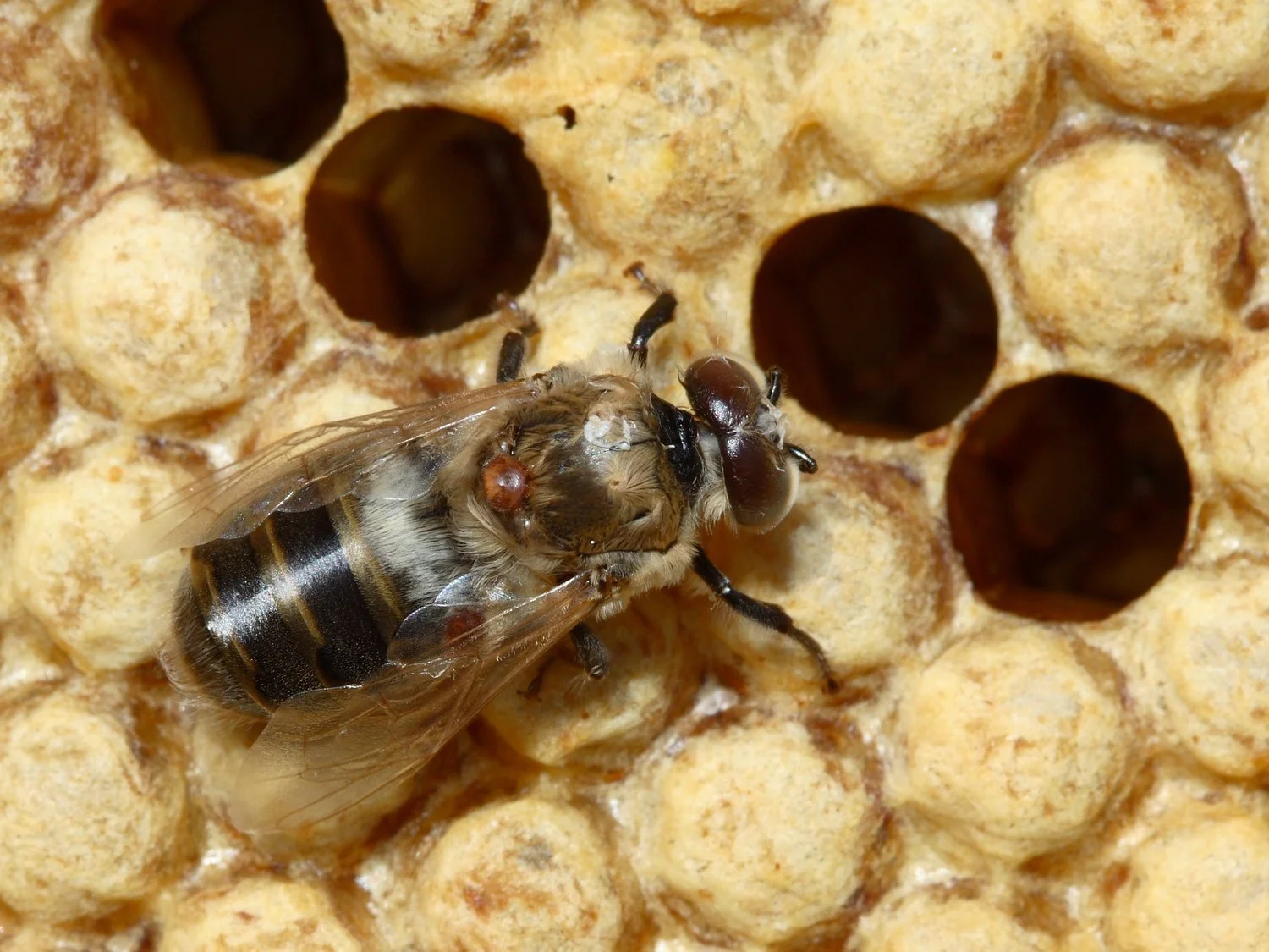 https://commons.m.wikimedia.org/wiki/File:Varroa_destructor_on_drone_66a.jpg
