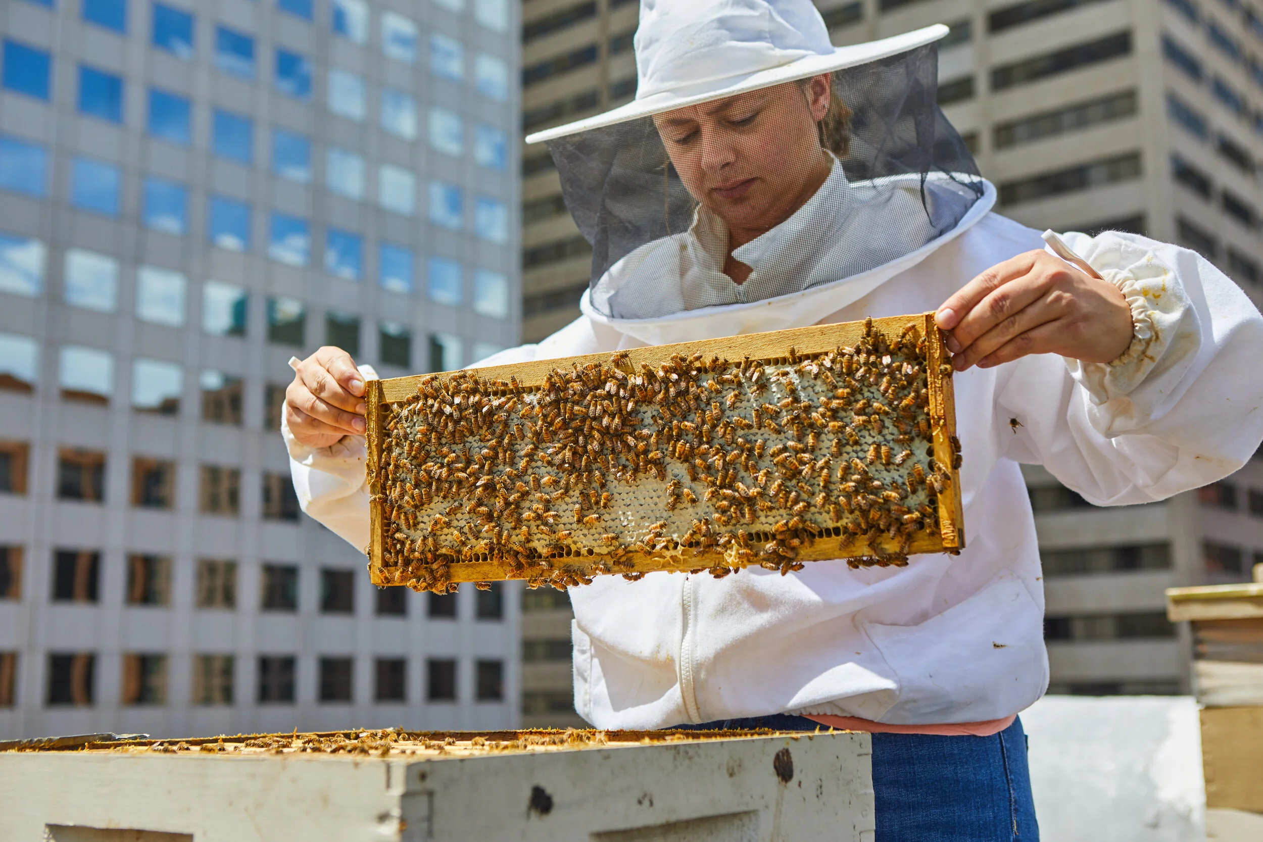 Adventures of a Beekeeper: Colorado