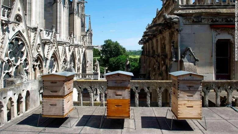 Bees at Notre Dame